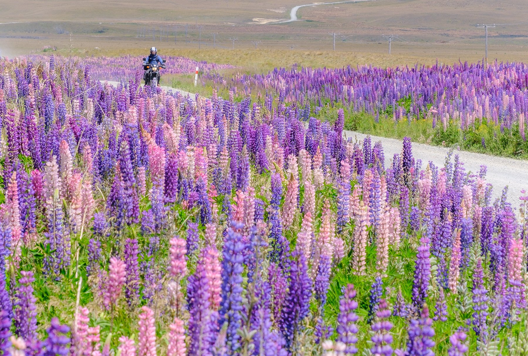 たこやん14号 ニュージーランドの花を T Co Mfoedjespd Twitter