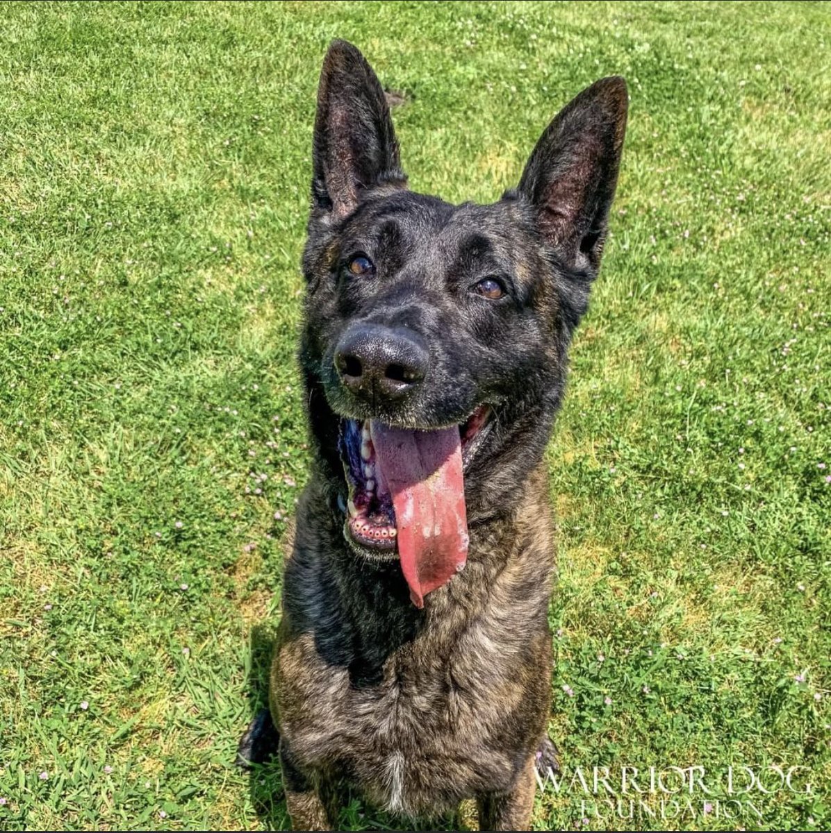 WarriorDogs's tweet photo. ❤️Exactly why we do what we do❤️

"I would like to thank Warrior Dog Foundation for their continued service to Law Enforcement and Military dogs. It is amazing what they do! 

THREAD https://t.co/c2vlEYOZf7
