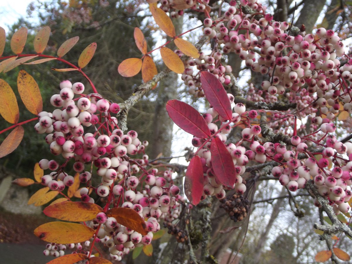 PosyHill1's tweet photo. @CarolineIrwin3 Thanks, I’d forgotten about the berries in Kington churchyard the other week - even managed to get the cone & mower it was directing in shot, just @SlCathy @chartres_Fiona
#AnimalsInChurches #WinterInChurches https://t.co/8aG7vpnHei