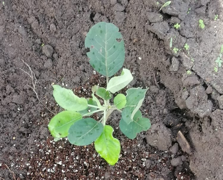 atamewani's tweet photo. I planted an apple tree today, as part of my #60MillionTreesChallenge. Have you planted a tree so far this year? I plan to plant more trees for the rest of the week. https://t.co/NKnE8gd2m9