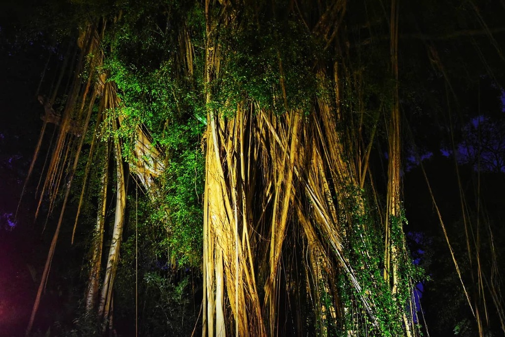sliquer's tweet photo. Roots and Vines
#foliage #rootandvine #greenery https://t.co/i2J7yhmR43