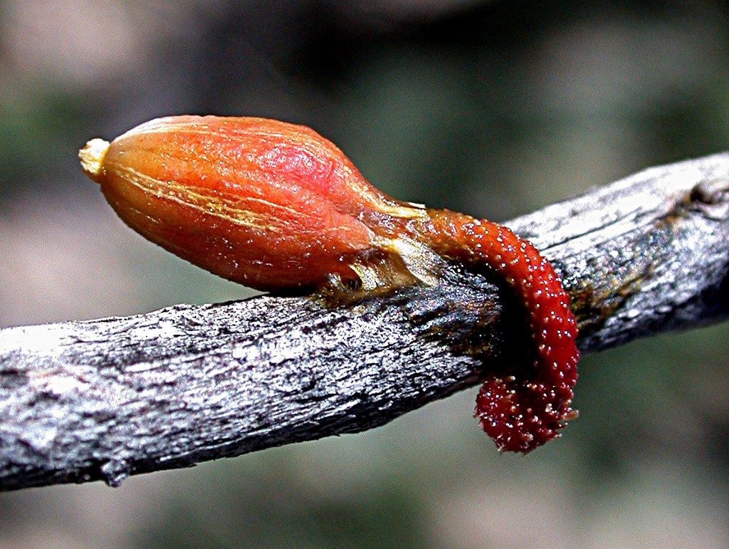 Mistletoes, belonging to the Santalaceae family - yes, Santa, I'm not making this up - are actual parasites. They have the ability to photosynthesize, but draw nutrients and water from its host tree, burrowing through the bark into the wood. Eww. [Boobook48 (CC BY-NC-SA 2.0)]