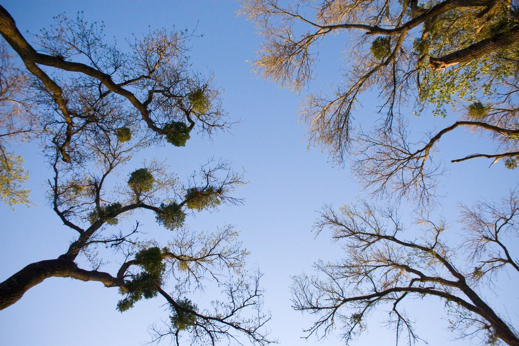 Mistletoes grow all over the place, but they tend to blend in. Winter is the best time to spot them. When deciduous trees dump their leaves you'll see round, green clumps of mistletoe. I pass by an infested tree every day going to and from work. [Orin Zebest (CC BY 2.0)]