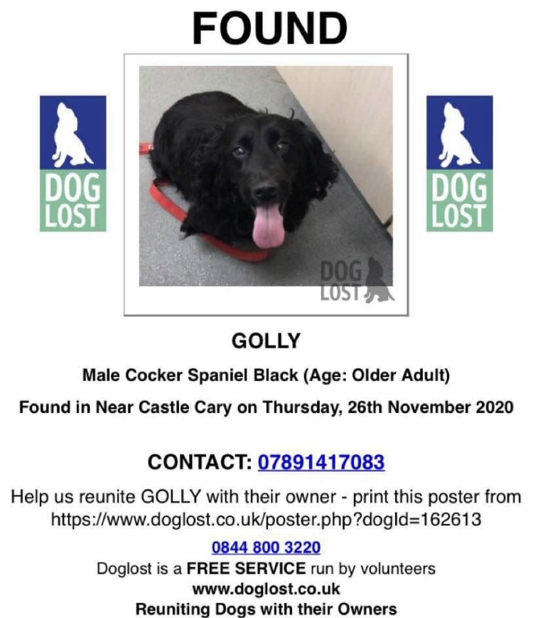 This is Golly.

He was found in Somerset, his chip is registered to an address in #Colchester. The contact telephone number, constantly goes to voice mail.

Someone is missing Golly in #Colchester, can we get him home for Christmas please.

Please RT if you have a moment.