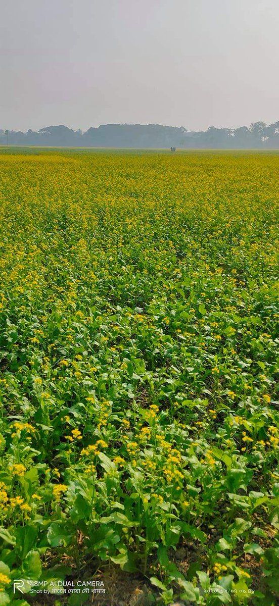 مزارع الخردل...الهند