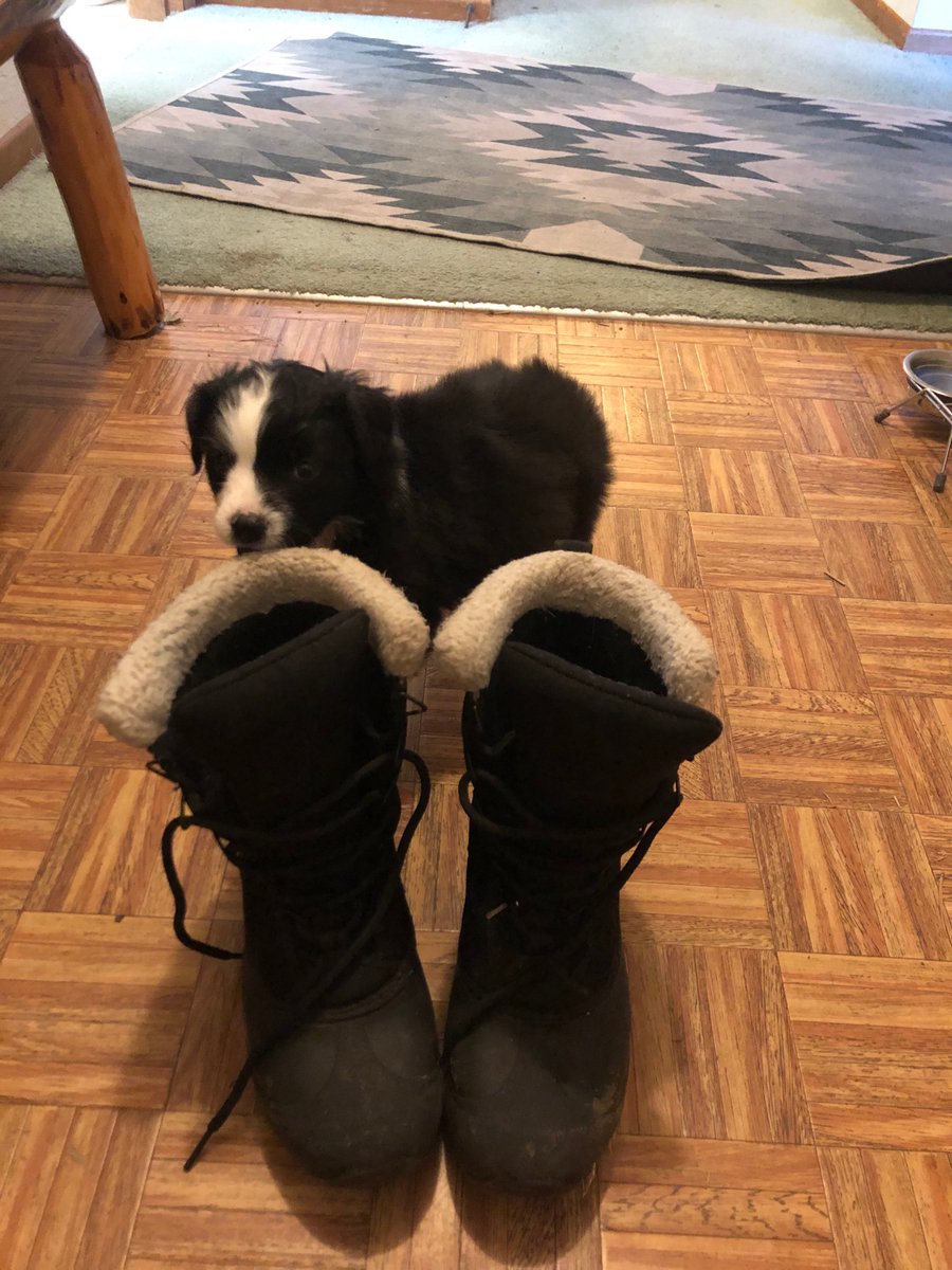 Sage a Day! Day 3: Sage v. Winter boots (for context these are only a women’s size 6!)