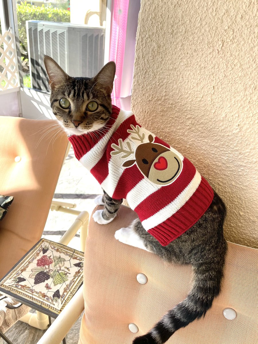 Today’s mood 🥶 #catsofinstagram #CatsOfTwitter <a href="/catsofinstagram/">Cats of Instagram</a>