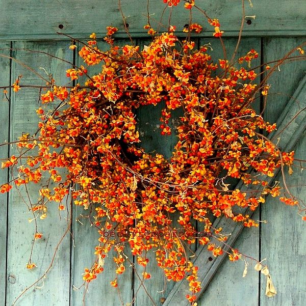 And FYI...Up north there are wreaths sold that use Celastrus (oriental bittersweet) berries. They are pretty, but this is a very problematic invasive species. Seeds are fertile &wreaths spread the seeds, you put on door, bird eat seeds &spread or you throw it out when finished.