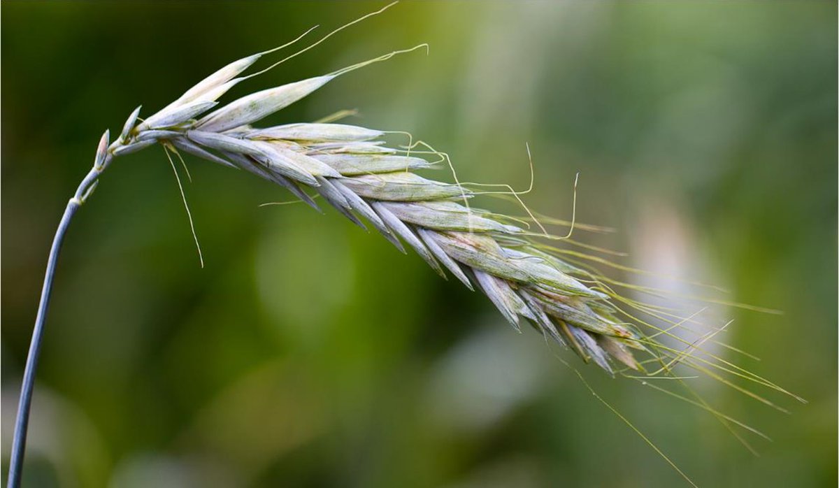 This is Triticum polonicum, a tetraploid wheat subspecies first described by Linnaeus in 1753 and which was instrumental in the study of quantitative variation by early geneticists such as Biffen. We recently cloned P1, the gene responsible for its striking glume morphology. 1/n