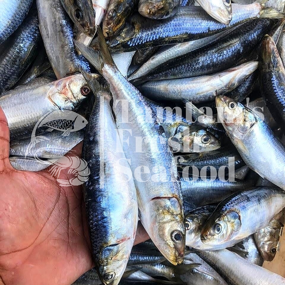 FishTamtam's tweet photo. Finally restocking these omega-rich super delish small fish TOMORROW . Pre order now via 0721639601. You can't miss this rare catch!
Get FRESH SARDINES at Kes 550 per kg.
#omegarichfoods #freshfish #sardines #freshcatch #fishdefinitely #simu #nairobi #southb #tamtamfreshfish https://t.co/LqV7yFkjpo