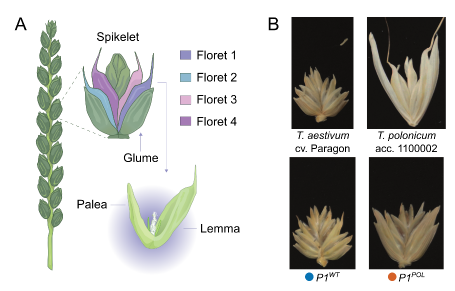 We developed near-isogenic lines of P1 into hexaploid wheat and found a significant increase in grain weight due to longer grains, and also test weight (i.e. the weight of grains which can be packed into a certain volume) (important for transport). however no effect on yield 4/n