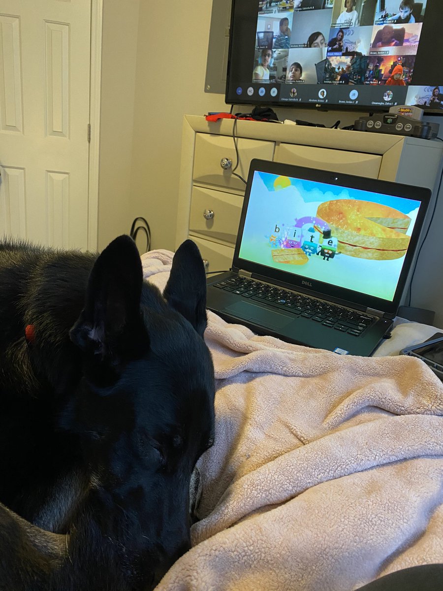 We have a special guest today! 🐶🐾 <a href="/DolvinES/">Dolvin ES</a> #DolvinGoesDigital