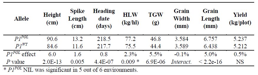 We developed near-isogenic lines of P1 into hexaploid wheat and found a significant increase in grain weight due to longer grains, and also test weight (i.e. the weight of grains which can be packed into a certain volume) (important for transport). however no effect on yield 4/n