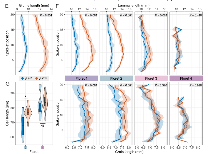 The NILs have longer glumes across the spike; however the effect on lemma length and grain length gradually decreases across the spikelet, with strongest phenotypic effects at the base of each spikelet. 5/n