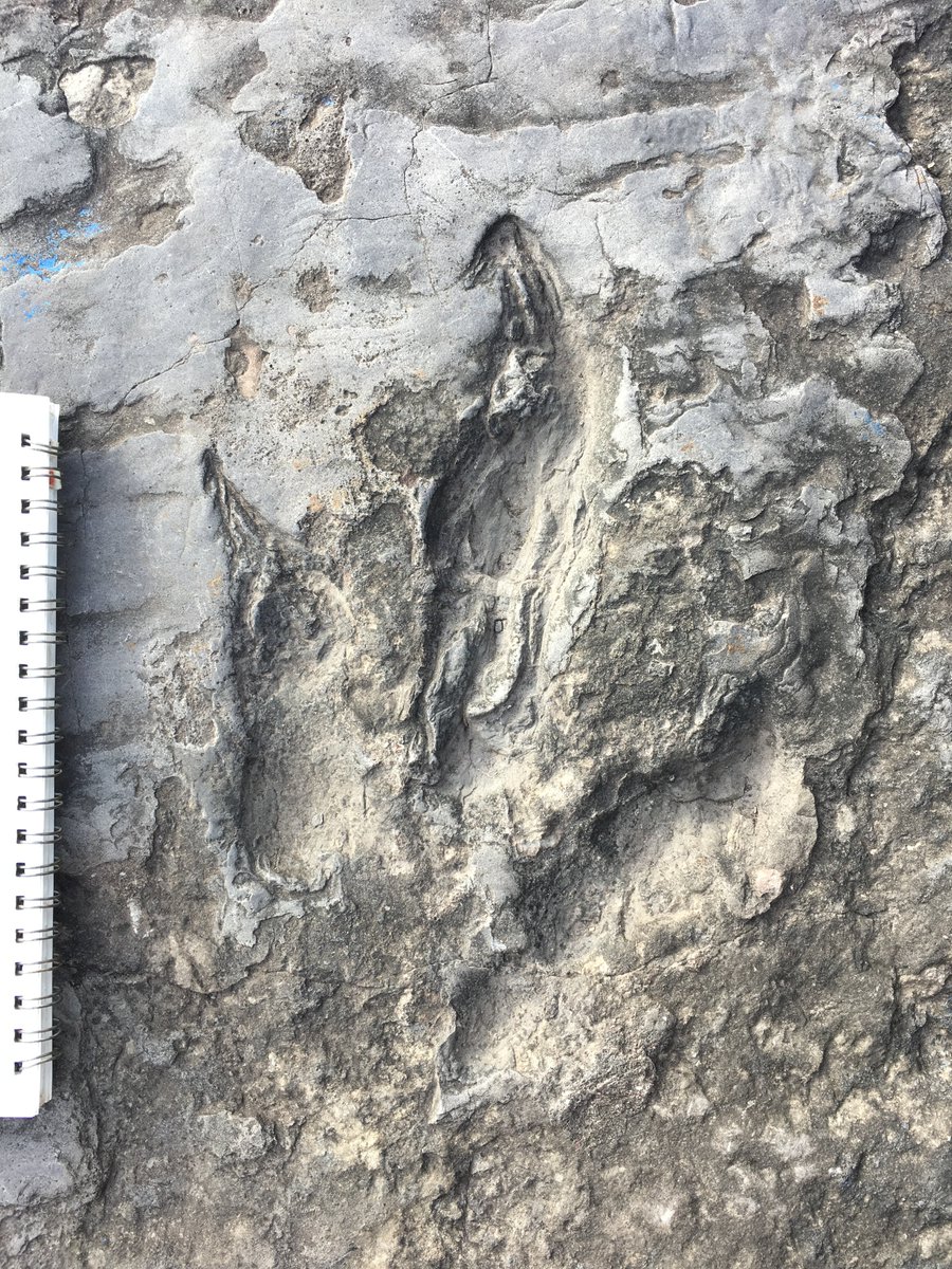 Alex Hastings tweet media