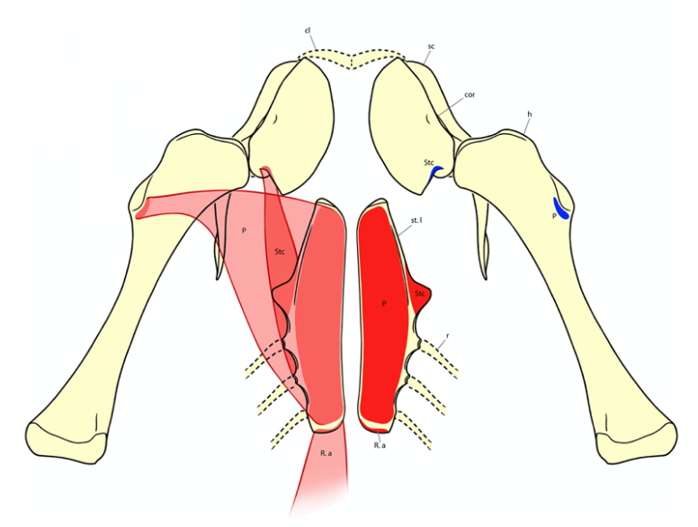 Just this year, Alex Bradley ( @vtgeosciences now at  @UIowaEES ) lead work by our group utilizing the preserved sternal elements in Tawa to re-assess the patterns of sternal evolution in avemetatarsalians  @SUNYGeneseo  @stonybrooku  @NHMU  @NHMLA  https://doi.org/10.1080/02724634.2019.1700992