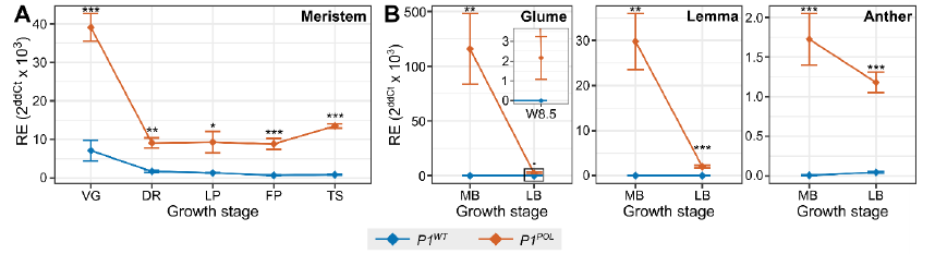 The 160-bp intron 1 sequence in T. polonicum is associated with higher and ectopic expression of VRT2. Normally VRT2 is downregulated in meristems and in T. polonicum we see that despite some downregulation, the VRT2 is expressed more highly and in new tissues glumes, etc. 9/n