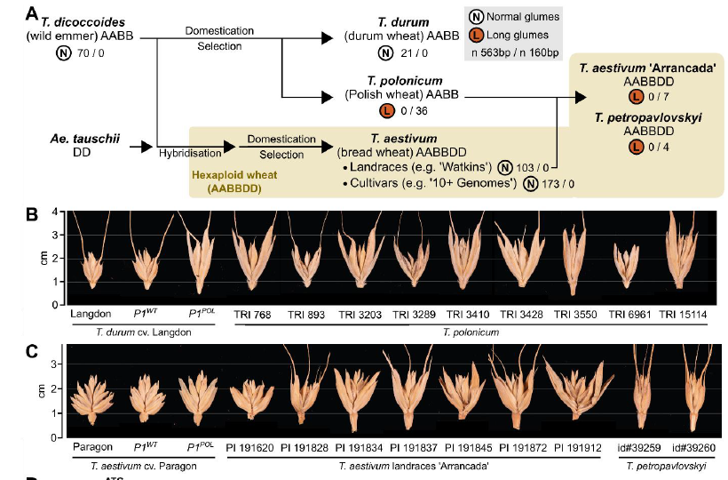 We found that the T. polonicum 160-bp intron 1 was private to polonicum wheat. In hexaploid we found this allele in T. petropavlovskyi and Arrancada accessions which were previously proposed to be hybrids with polonicum. 7/n