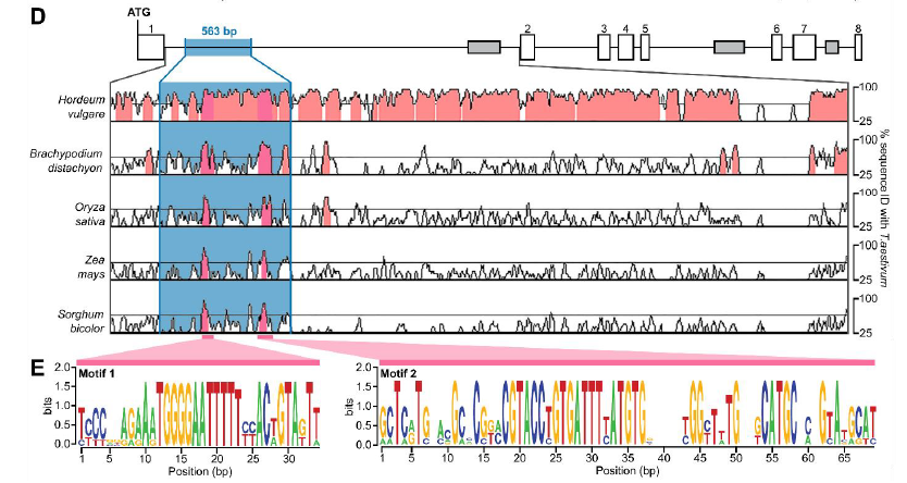 We looked at the wildtype 563-bp intron 1 sequence of VRT2 and found 2 sequences which are highly conserved across grasses, including maize and sorghum! 8/n