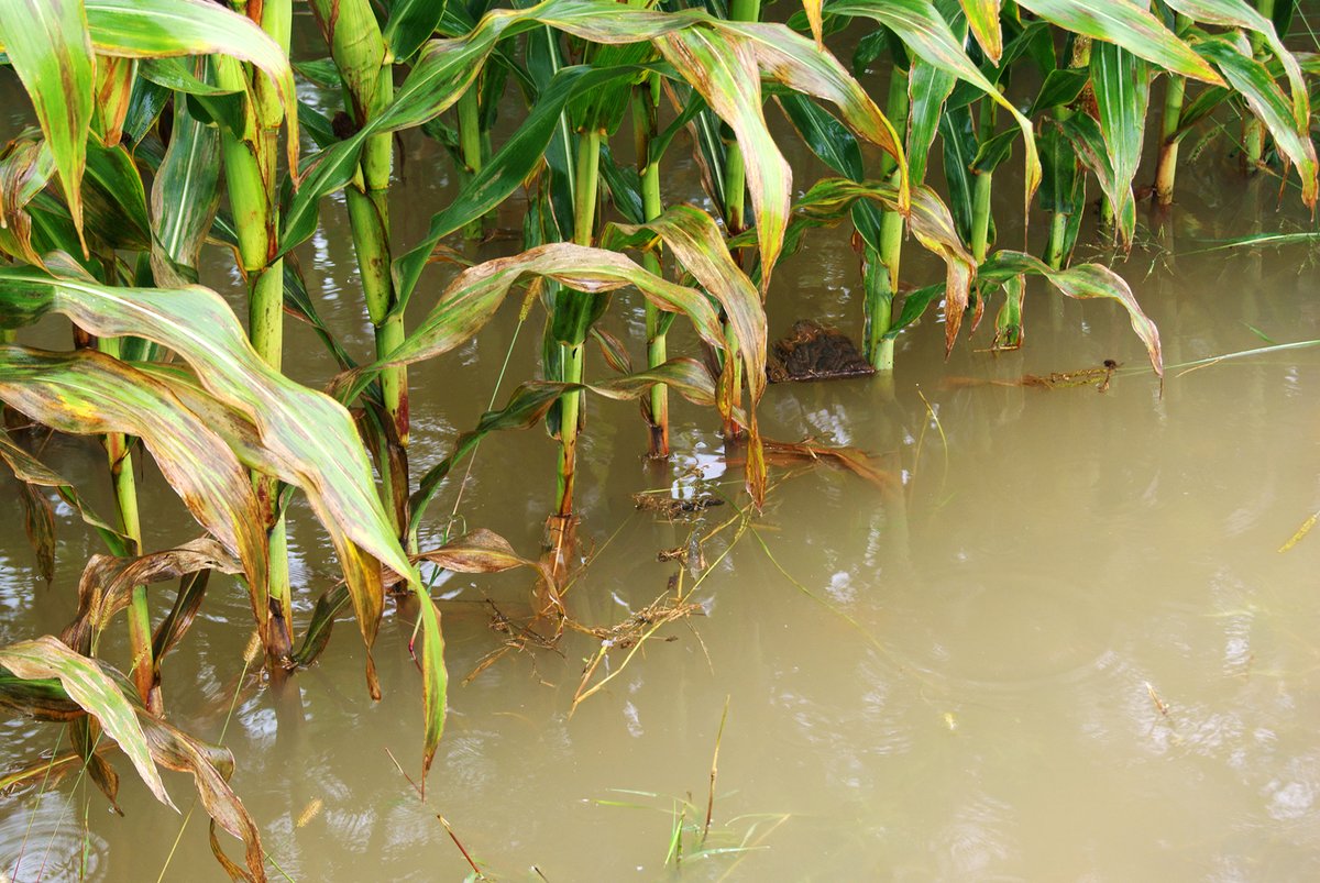 AgSpectrumCo's tweet photo. The conventional Ag industry has chosen to focus on the other aspects of crop production other than soil and water. Soil and water need to be elevated to the status of the primary governors that they truly are.
#AgSpectrum #MaximumFarming https://t.co/SoKVrlI9uk