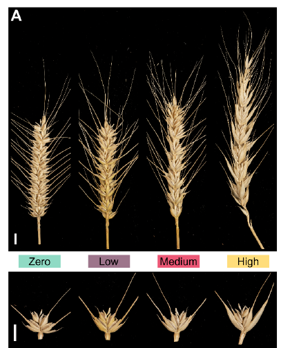 We developed transgenic lines with the T. polonicum P1 allele and we show a dosage-dependent phenotypic response. High copy number lines have longer spikes, glumes and grains with respect to zero copy lines. 9/n