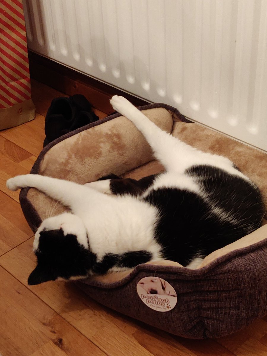 rachelkmclaugh's tweet photo. Oh to be a cat in a pandemic during the Christmas season! #CatsOfTwitter #CatLife #PercyCat https://t.co/nwyUwPtmW0