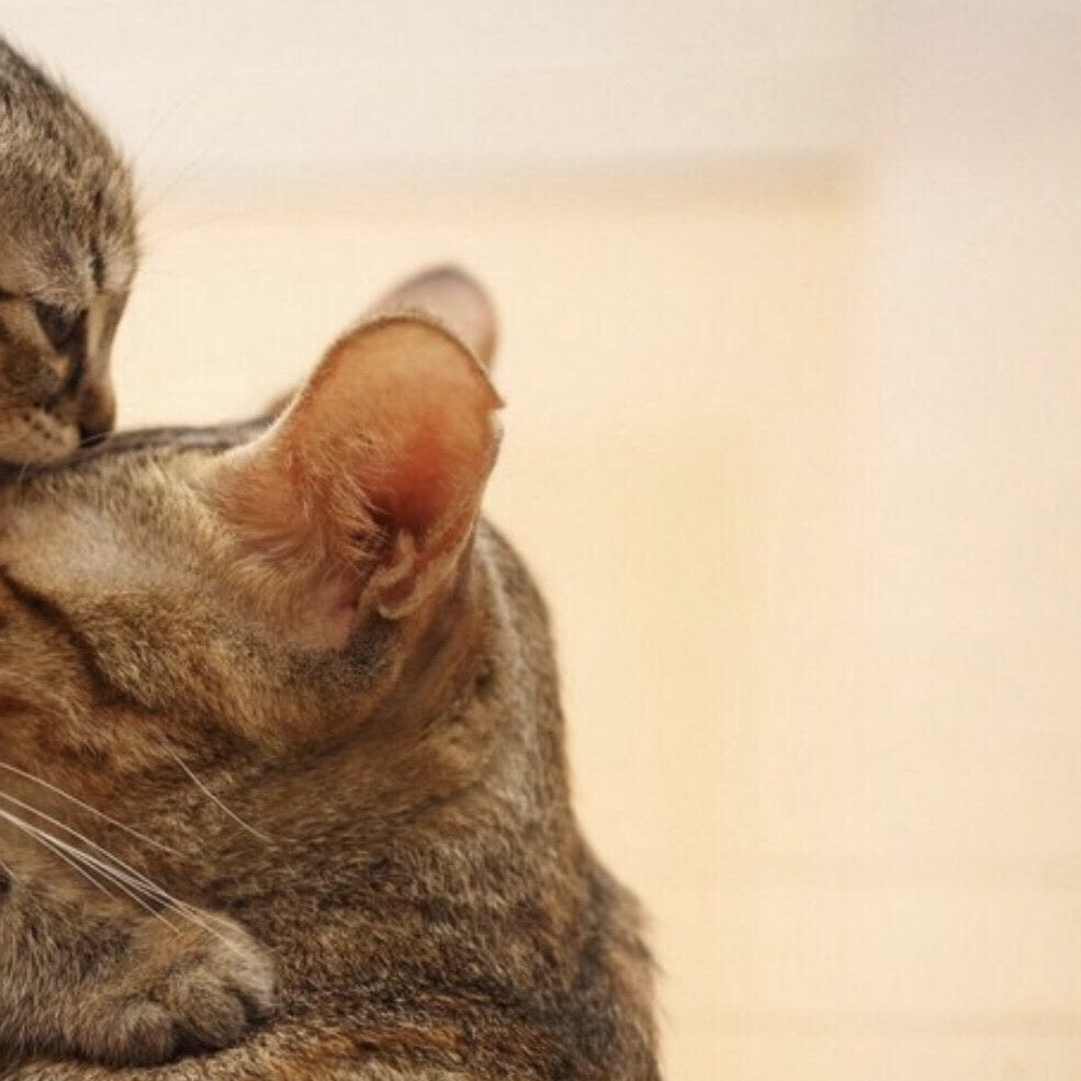 kedi t (@kediozelharecat) on Twitter photo 