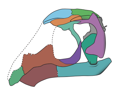 Adam Pritchard and Sterling's description of the bird-like skull of the new drepanosaur Avicranium renestoi  @PTPritchard  @VTechmeetsPaleo  @stonybrooku  #SBUanatomy https://royalsocietypublishing.org/doi/10.1098/rsos.170499