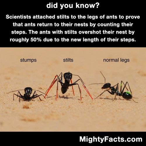 CtrlMNWildlife's tweet photo. Pretty neat tidbit of information about ants. I wonder how they attached those stilts to their tiny little ant legs? 😄 #funfacts #centralmnwildliferehab #ants https://t.co/RZ5lUXGRJo