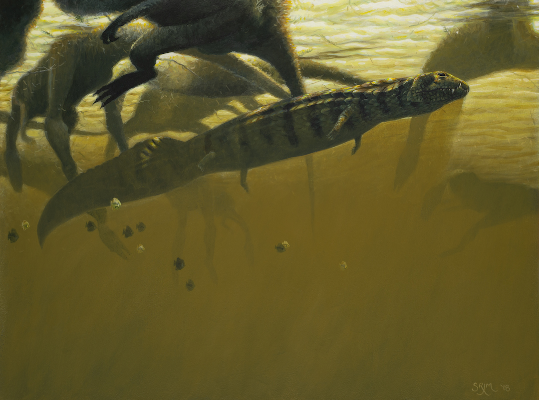 or Sterling and Michelle's description of the bonkers archosauriform Vancleavea https://academic.oup.com/zoolinnean/article/157/4/814/2732011drawing by  http://seanmurthaart.com&nbsp;