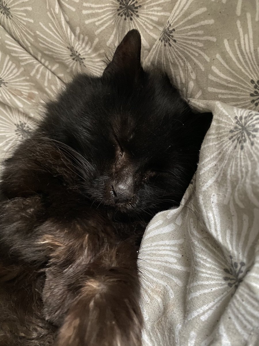 My cat as Ben MitchellA very important thread 