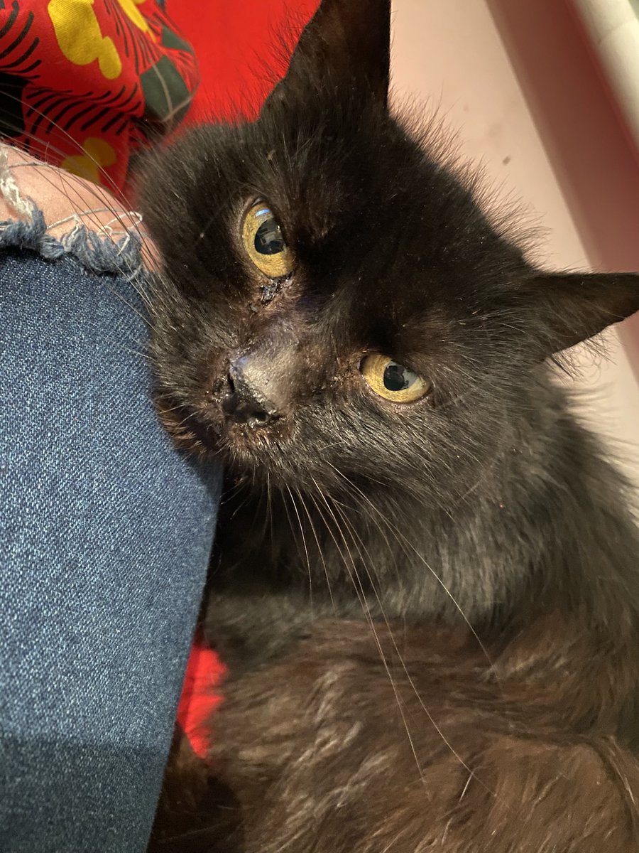 My cat as Ben MitchellA very important thread 