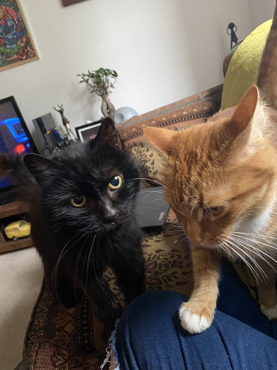 My cat as Ben MitchellA very important thread 