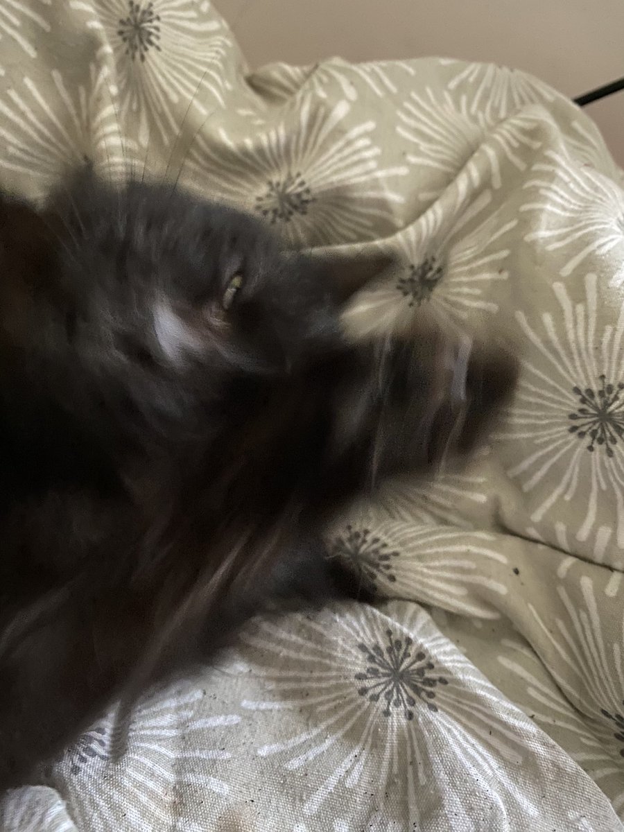 My cat as Ben MitchellA very important thread 