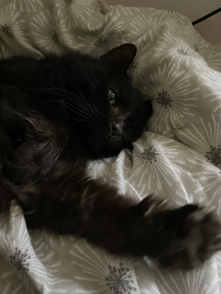 My cat as Ben MitchellA very important thread 