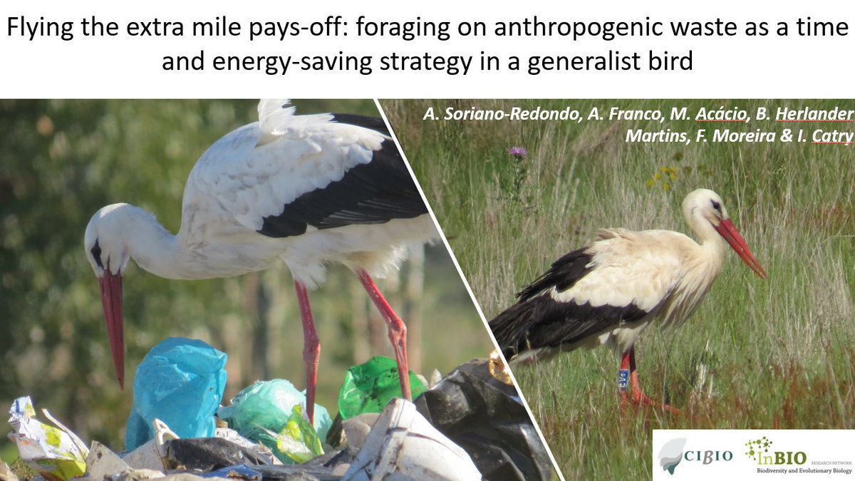 BirdsMove's tweet photo. Are you attending the @PortugalEcology conference tomorrow and/or the @BritishEcolSoc Festival of Ecology next week? If so, don’t forget to see the talks from our team, presenting our newest results on our resident and migratory #WhiteStorks! @CIBIO_InBIO @ueaenv https://t.co/L6CyJFAPsj