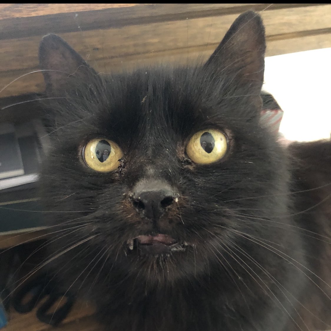 My cat as Ben MitchellA very important thread 