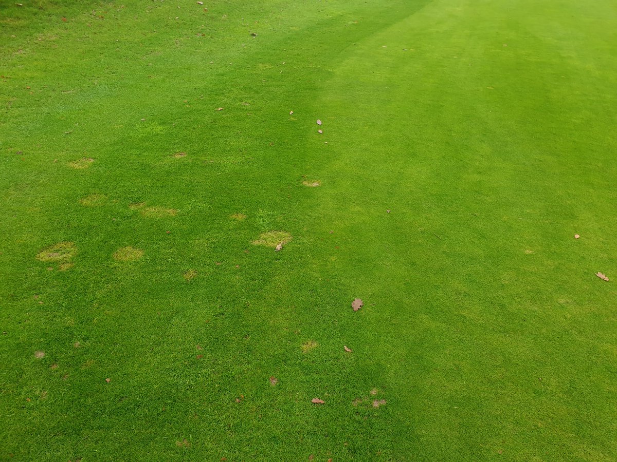 Disease management through proven ITM strategies again showing fantastic results! Disease pressure has been significant on this site as you can see on the untreated collars with the treated greens looking great 🌱🌱🌱👏👍
