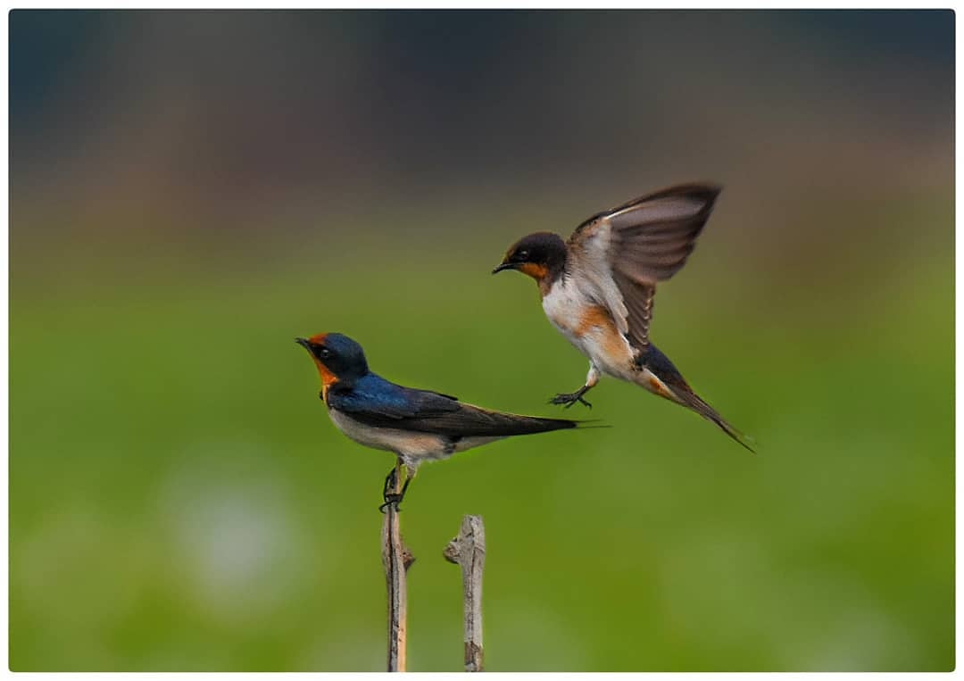 clickforfameol's tweet photo. Clicked by-  https://t.co/TNpm26QVjZ
.
.
Use #clickforfame for feature.
#photographer #photography  #photoshoot #photographypassion #travelphotography #photographyworld #likeforfollow #followforfollow #likeforlike #like4like #like4follow #likeforlikeback #follow4follow https://t.co/klZFvr0udj