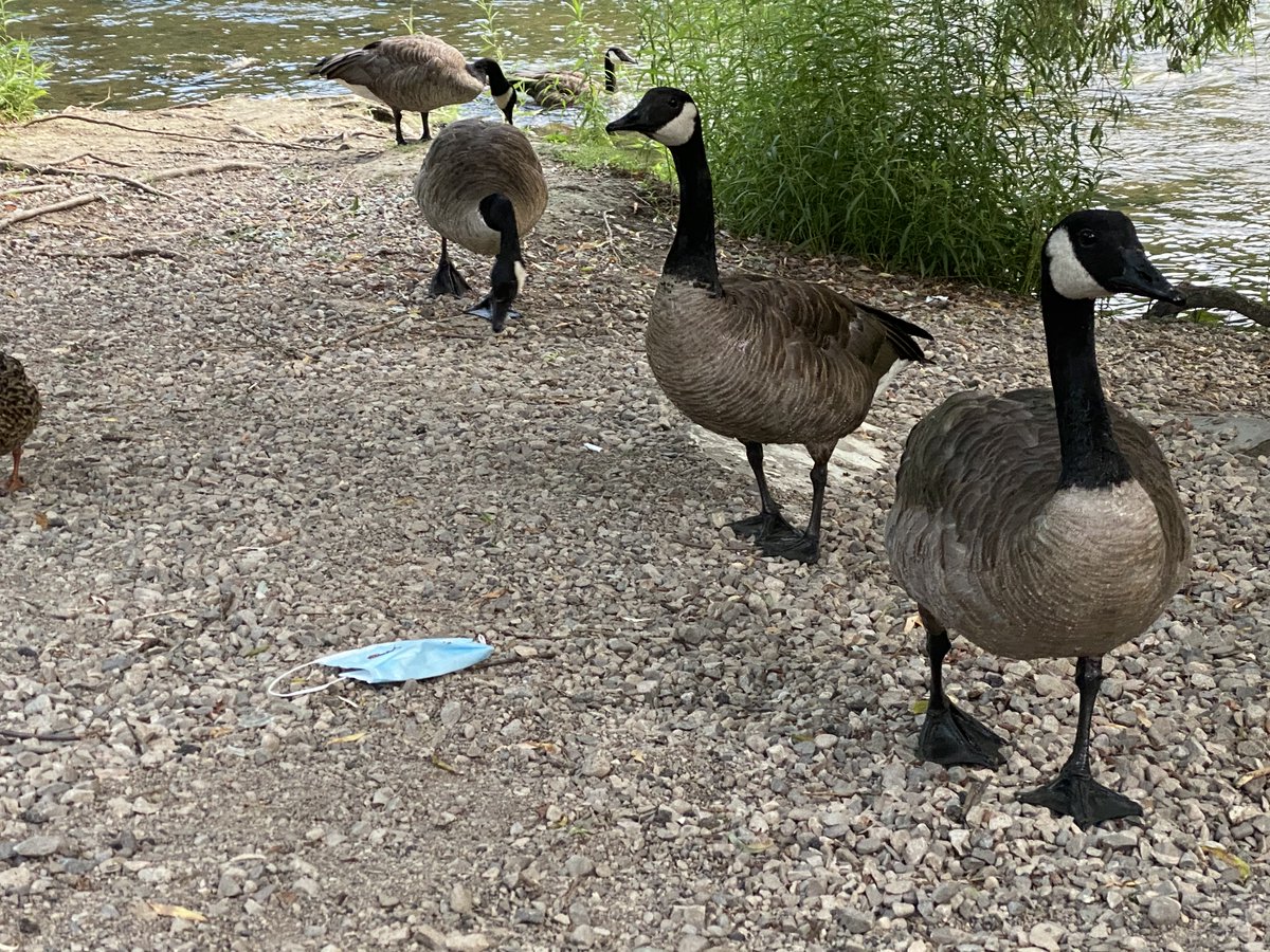 Although the lowest density of PPE was observed on the recreational trail, images like this demonstrate that our  #water and  #wildlife is directly at risk. This plastic spillage from the pandemic is impacting our environment.  @TRCA_HQ  @TorontoPFR  @OceanaCAN