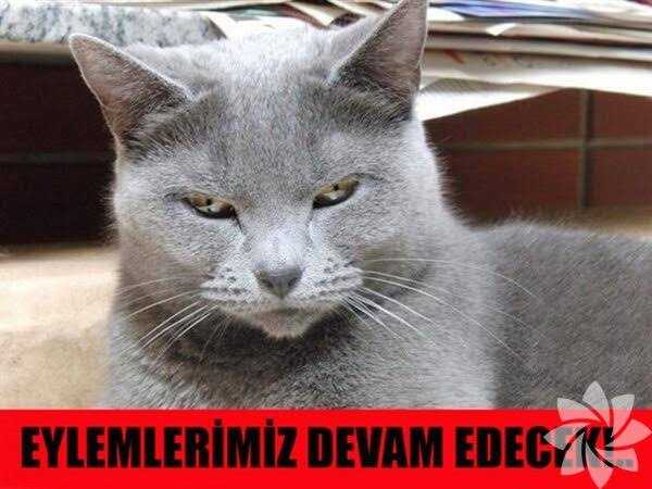 MeslekiTknk BeşbinAtama

Hakkımız için burdayız