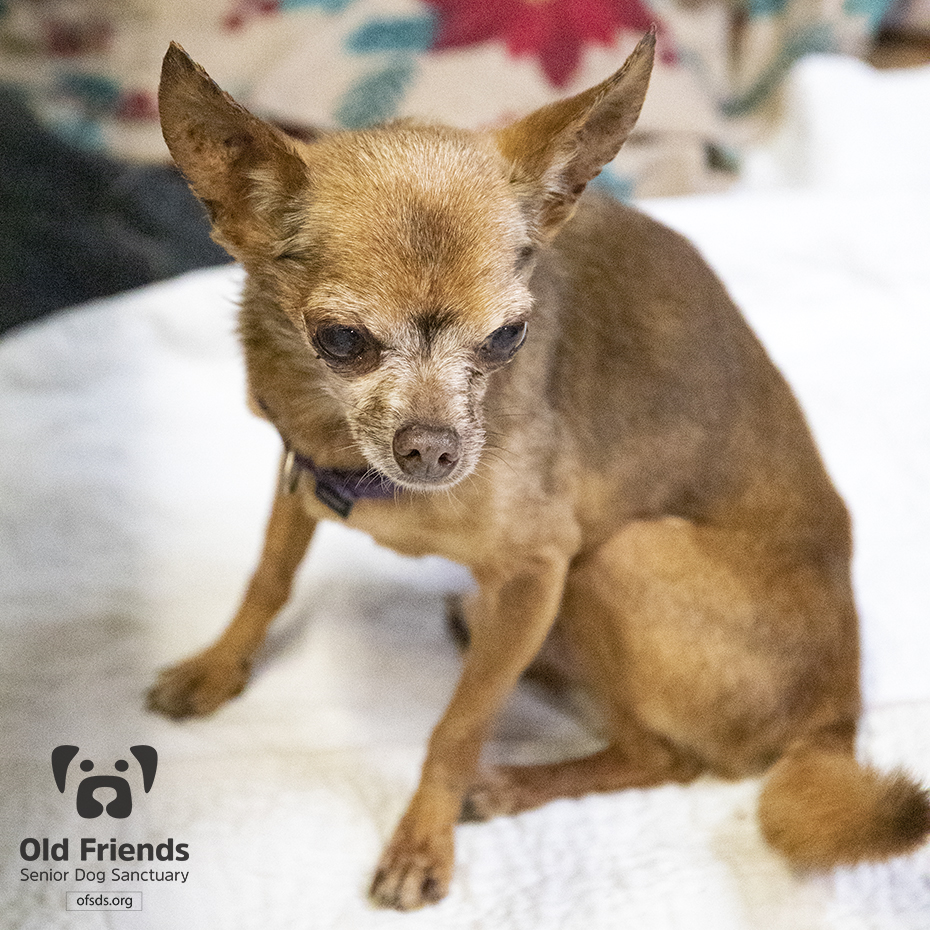 oldfriendssds's tweet photo. "I'm not sure if the morning isn't ready for me or if I'm not ready for the morning!"- Dale
#ofsds #ofsdsdale #ofsdschip #seniordogs #ofsdsgoodmorning #ofsdsbondedpair #bondedpair https://t.co/thahF2hl4Z