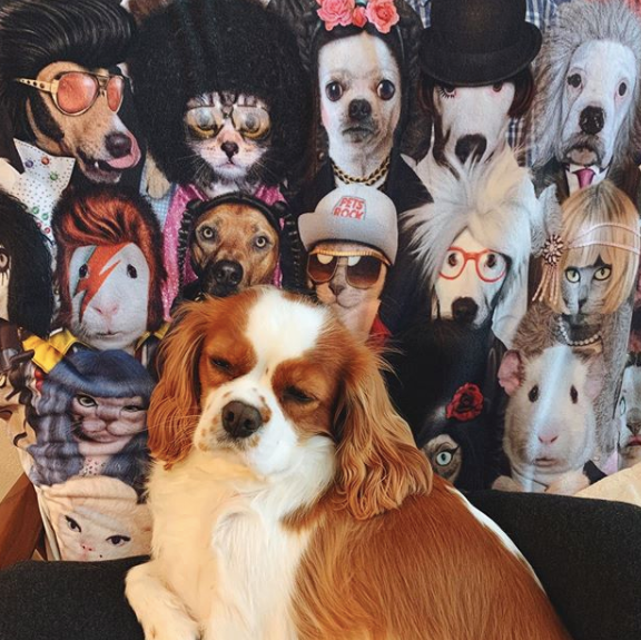 Pets Rock World tweet media