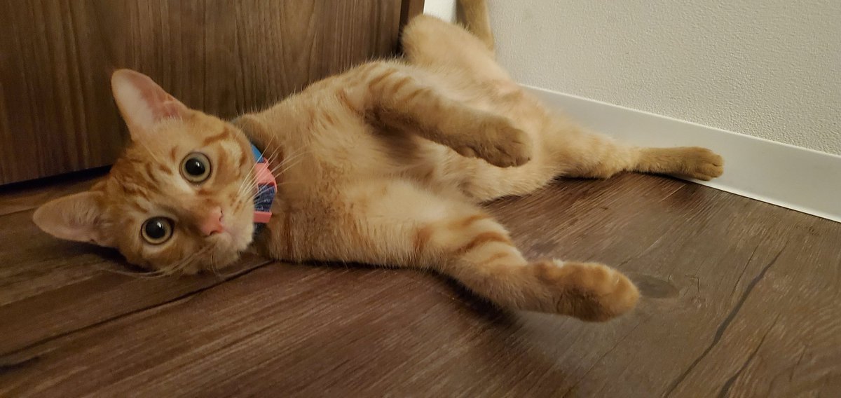 Rylote06's tweet photo. 野良猫で汚くて、足折れててブサイクだったのに、ここまで可愛くなるとは… https://t.co/xUVEfGMdA3