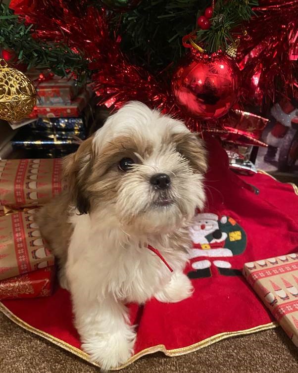Lovely little Luna!

It's this cutie's first Christmas and if the reports from her human Jodie are anything to go by she'll be spending it lovingly chewing everything in sight! 

Merry Christmas from Luna!