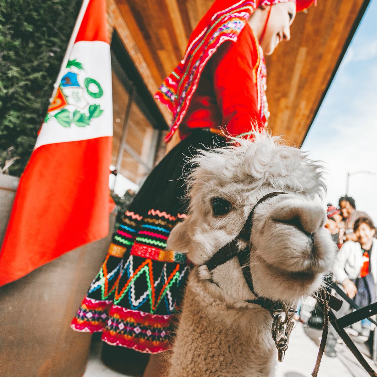 perubrothers's tweet photo. ATTENTION #ALPACA LOVERS!  #PeruvianAlpacas will be at #TheStand in @NationalLanding on Sunday, Dec. 13th from 1-3pm.  Bundle up and bring the kids! ⁣
⁣⁣
🇵🇪 @TheStandVA Water Park⁣⁣⁣
📍 1601 Crystal Drive, Arlington VA⁣⁣⁣⁣
⏰ 10:00 AM - 6:00 PM⁣⁣⁣⁣ https://t.co/JtKmSQYvUY