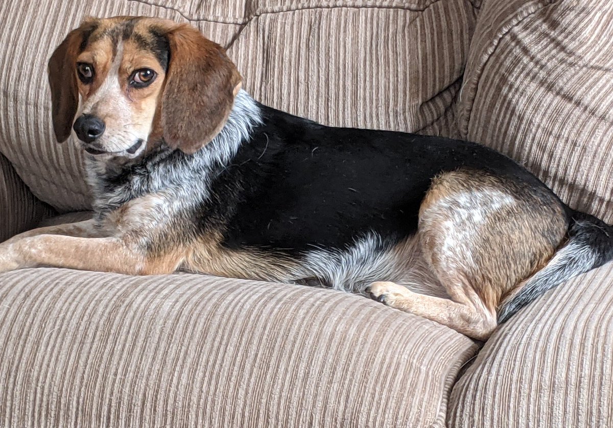 Neuro_musings's tweet photo. Upon hearing a 🐕 barking on Zoom during the Social Behavior session at #ACNP2020 Ziggy immediately woke up and started barking.😄#PetsOfACNP https://t.co/0ko3ThmMiY