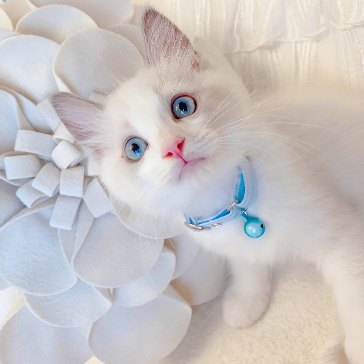 𝙻𝚊𝚣𝚞𝚕𝚒𓍯 これ見た人は子猫の成長した画像貼れ 7月と12月 まだ子猫だから変化ないかな って思ったけど だいぶ もふっとしたなァ 𝙻𝚊𝚣𝚞𝚕𝚒𓍯 これ見た人は子猫の成長した画像貼れ 7月と12月 まだ子猫だから変化ないかな って思ったけど だいぶ もふっとしたなァ