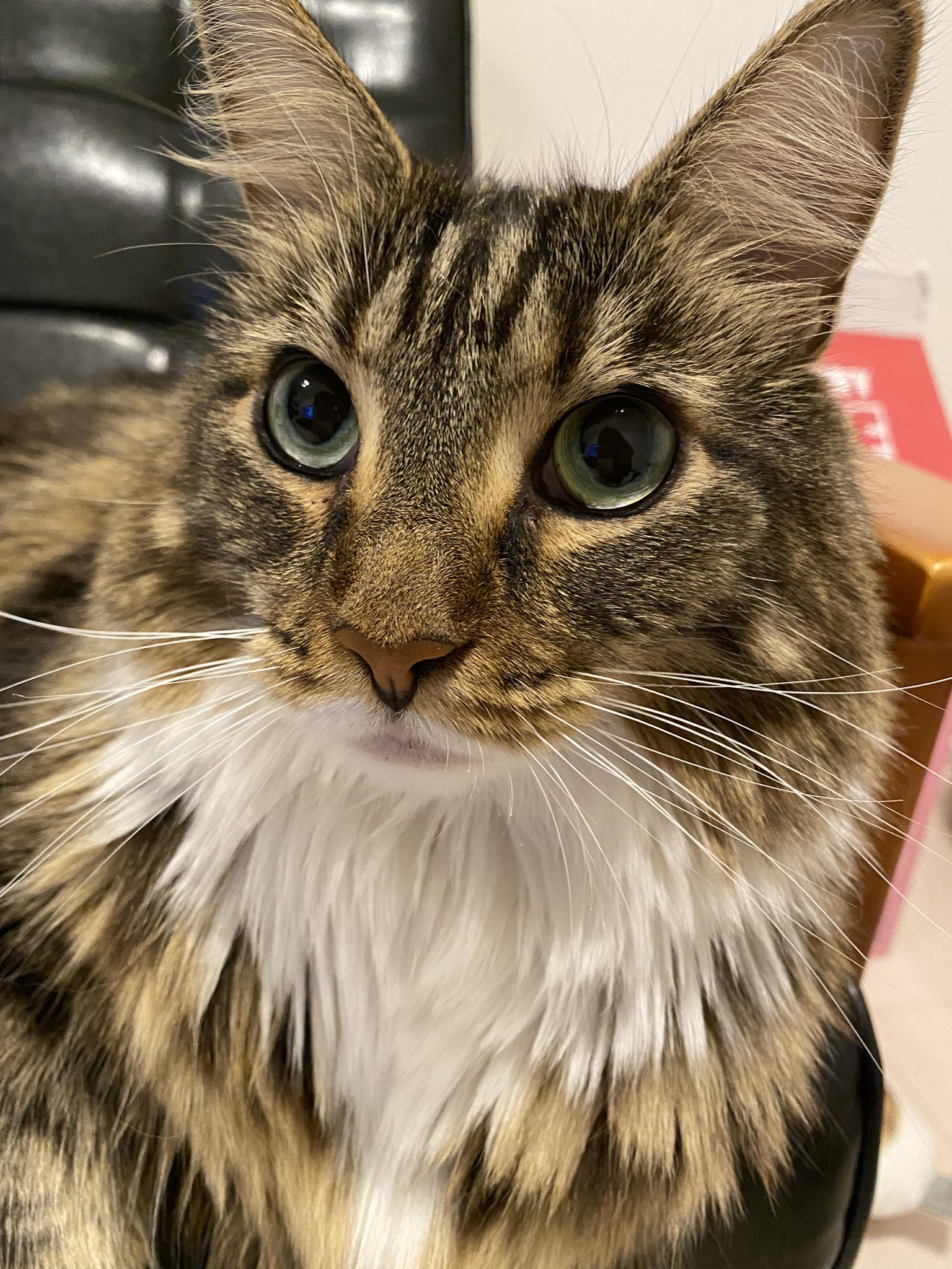 キャットアパートメントコーヒー 元 町家猫カフェ でっかわいいメインクーン好きな人がたくさんいて嬉しいなあ ルッちゃんよかったね T Co 8qr6iqchbr Twitter