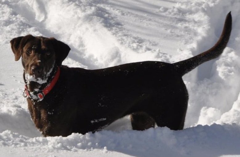 Goodbye, girl

I’m comforted in knowing you will be chasing hedgehogs, eating rocks and retrieving tennis balls in a better place.